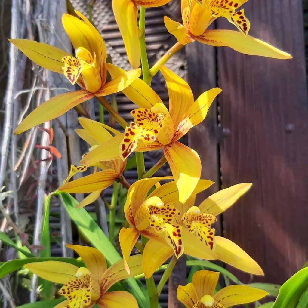Anggrek Tanah Cymbidium Golden Tiger - Cymbidium Golden Boy Coklat