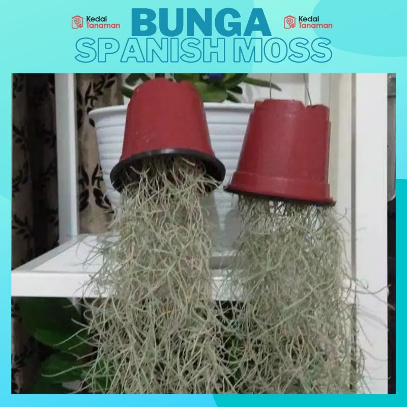 Tanaman Tillandsia Spanish Moss - Tillandsia Jenggot Musa