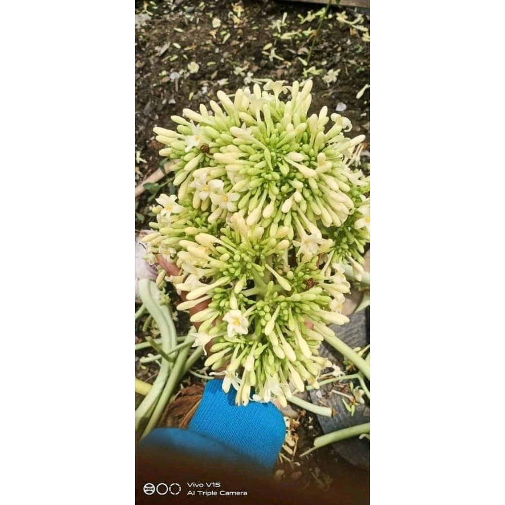 

250 grm gedang gandul segar freshh dadakan