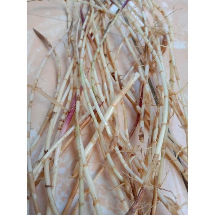 

HEBOH AKAR ILALANG ATAU ALANG ALANG SEGAR 50GR termurah