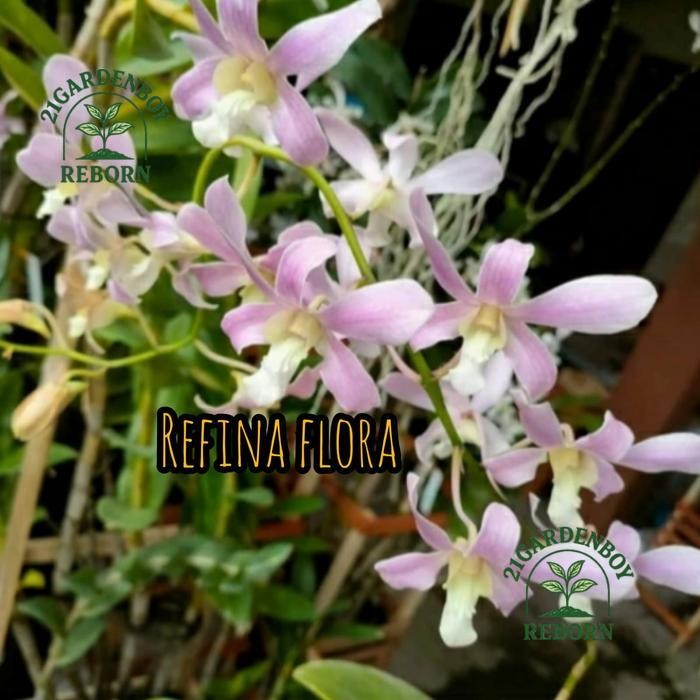 (BISA COD) tanaman hias anggrek dendrobium remaja capung Bali /pink perumpun .