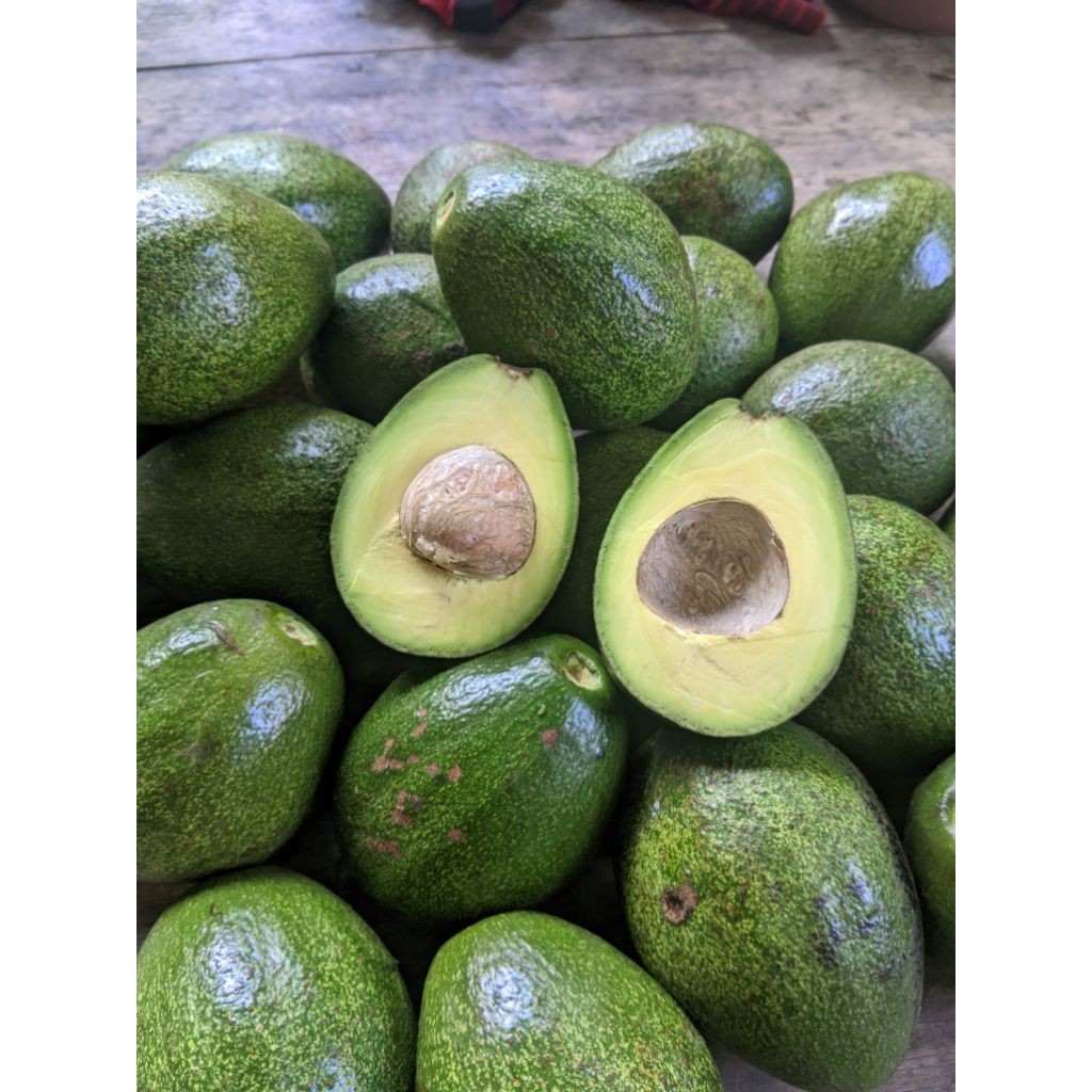 

^ Alpukat mentega lokal Bandung kualitas bagus 1kg dikirim mentah ^