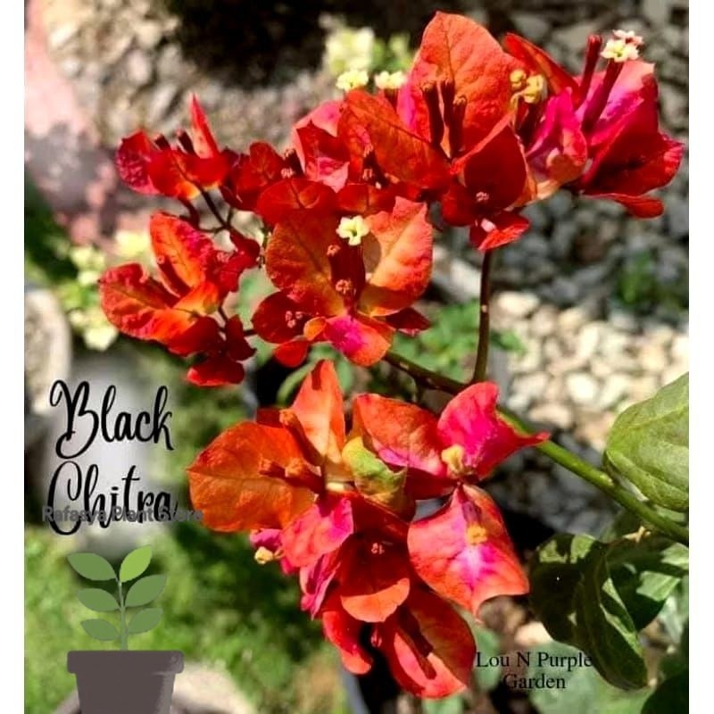 tanaman hias bougenville citra black rose