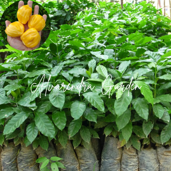 Bibit Kopi Liberika bibit kopi Nangka bibit Kopi Aroma buah - buahan