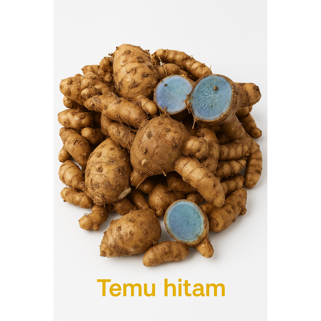 

Sudah bersih temu ireng segar kemasan 1kg kualitas super