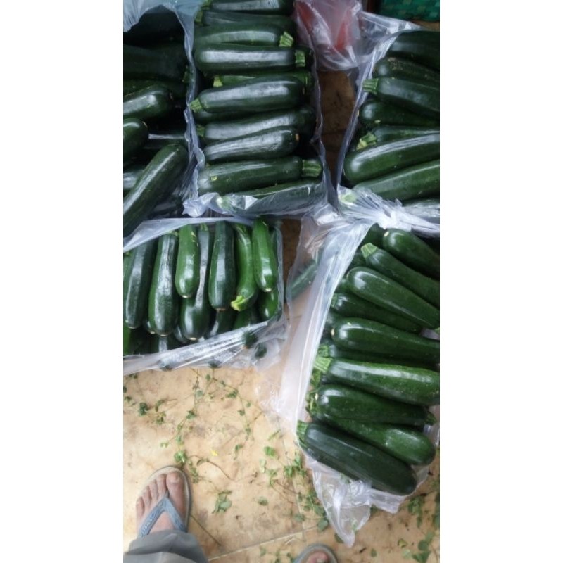 

zukini/sukini sayur