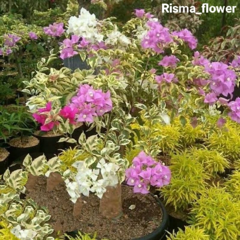 POHON BOUGENVILLE 3 WARNA - POHON BUNGA BOUGENVILLE 3 WARNA / TANAMAN HIAS