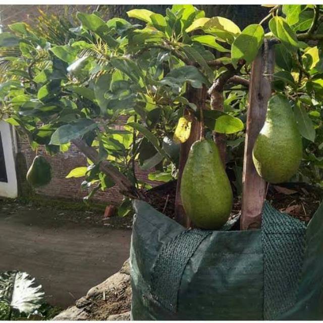 Bibit Alpukat Super Jumbo Tabulampot