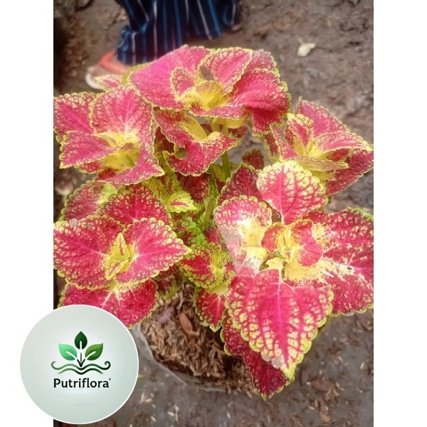 (PROMO) tanaman miana arjuna merah rimbun cantik stok super