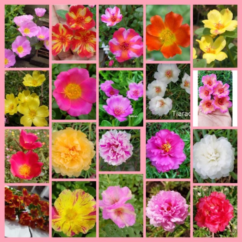 Krokot murah Paket 30 Batang Bunga Krokot Bunga Tumpuk Warna Warni Bunga