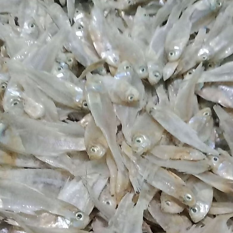 Ikan wader laut murah segar