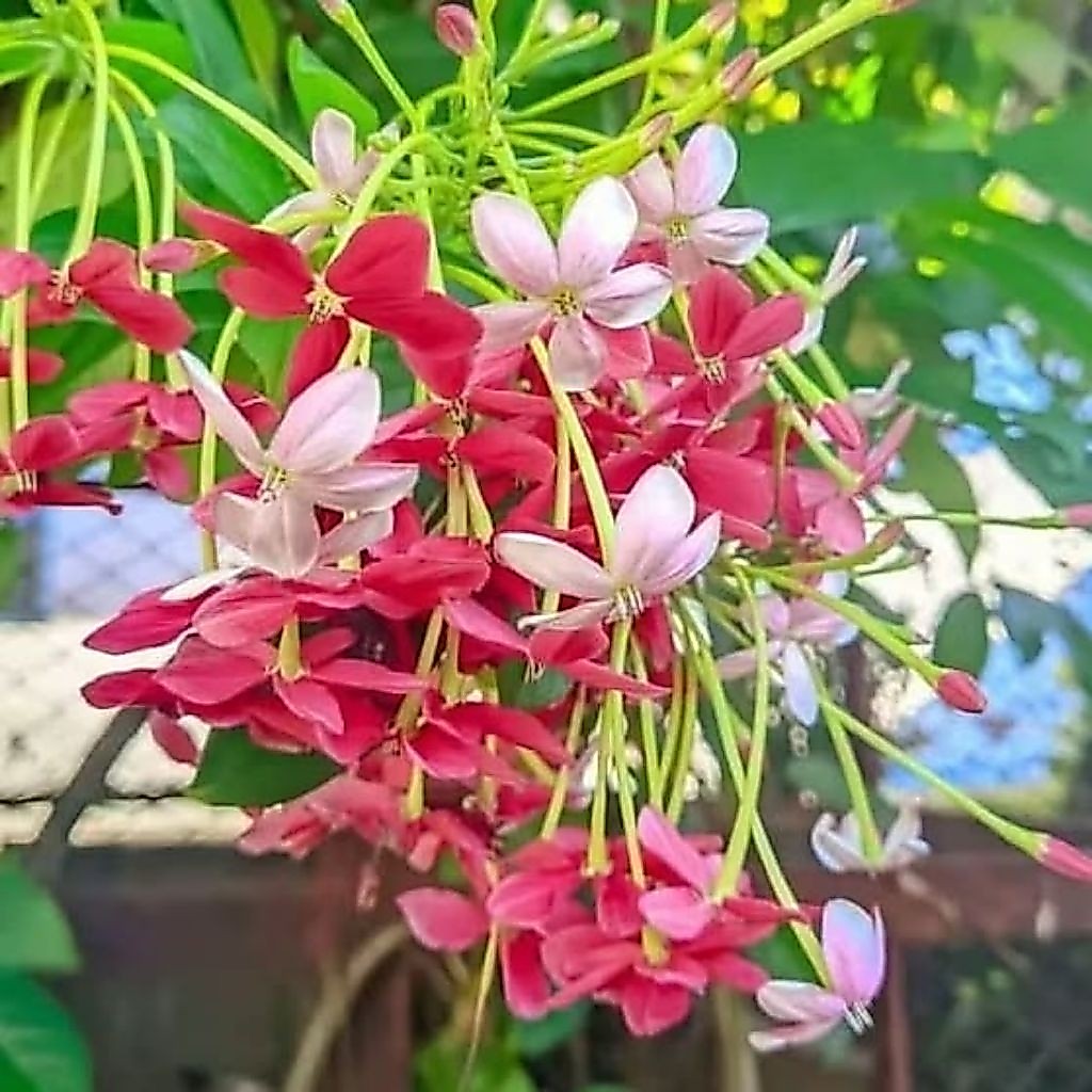 Bibit melati Belanda