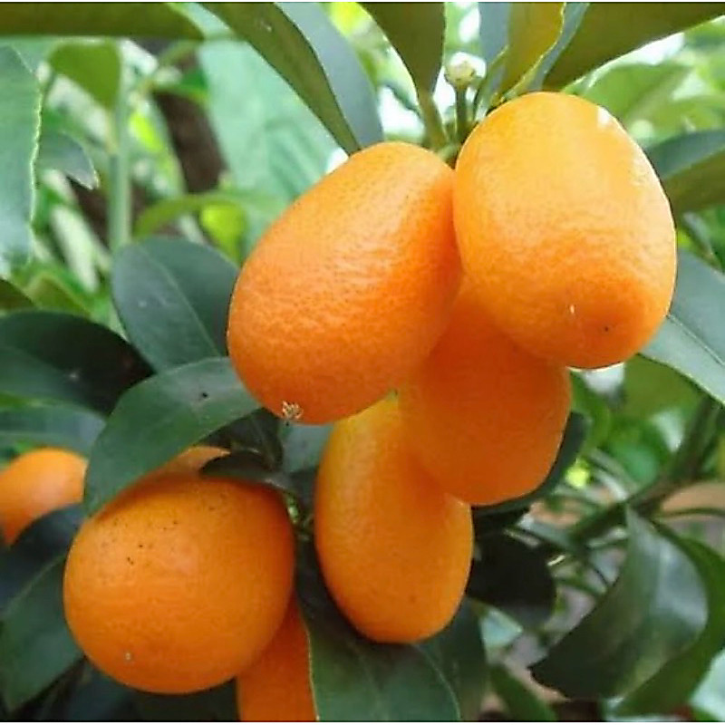 Bibit Pohon Jeruk Nagami - Tanaman Jeruk Nagami - Jeruk Manis - NAGAMI