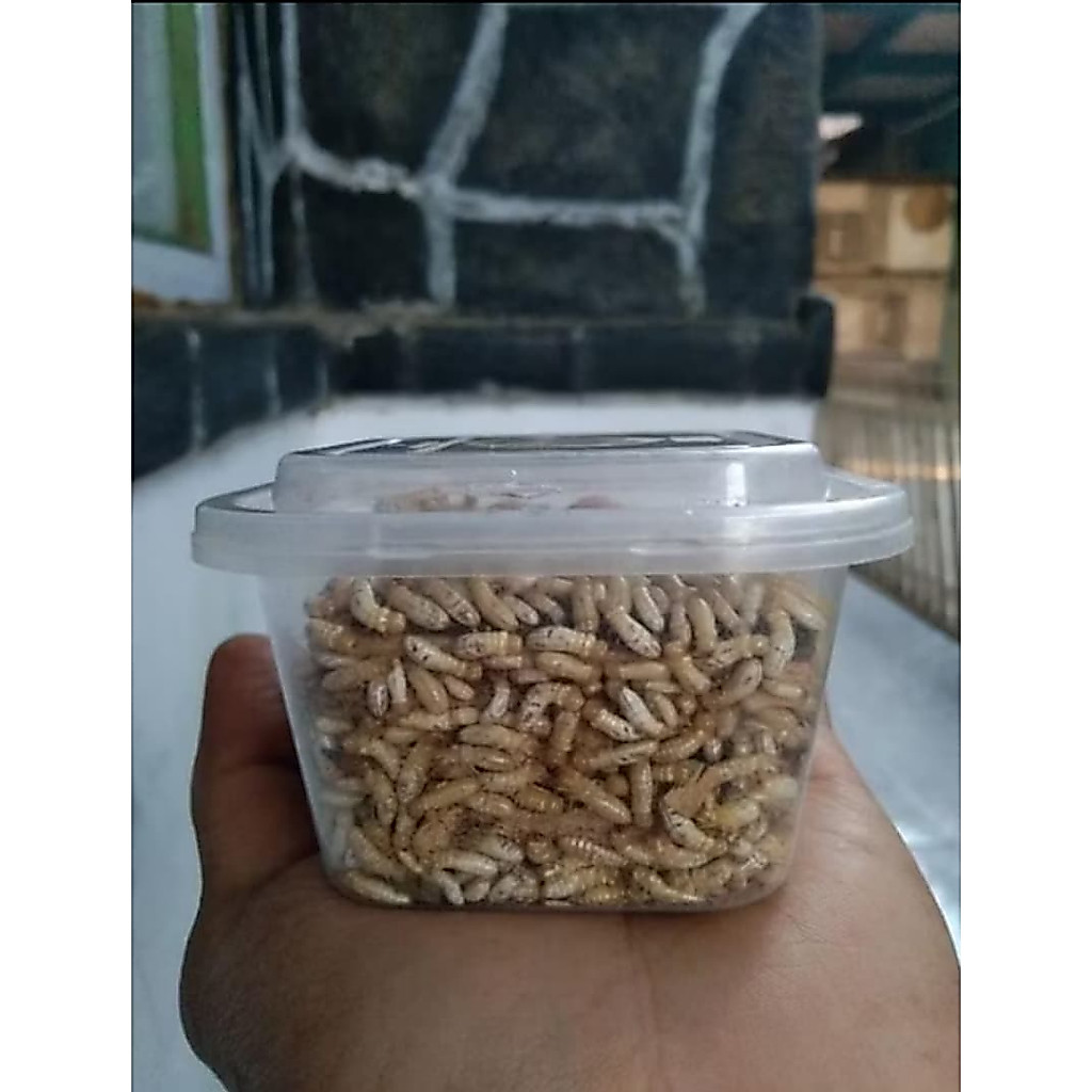 POA/PUA/RENGAS/WARANGAS/RANGAS umpan mancing ukuran kap kecil