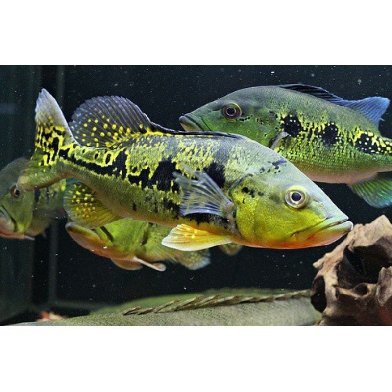 PBASS KELBERI GOLDEN BAHIA 7-9Aquarium hiasan