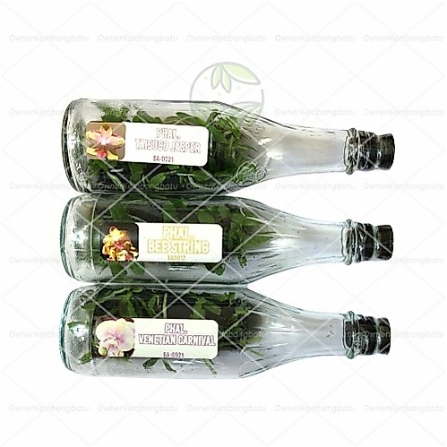 BIBIT ANGGREK BULAN BOTOL | anggrek bulan botol | anggrek bulan botolan