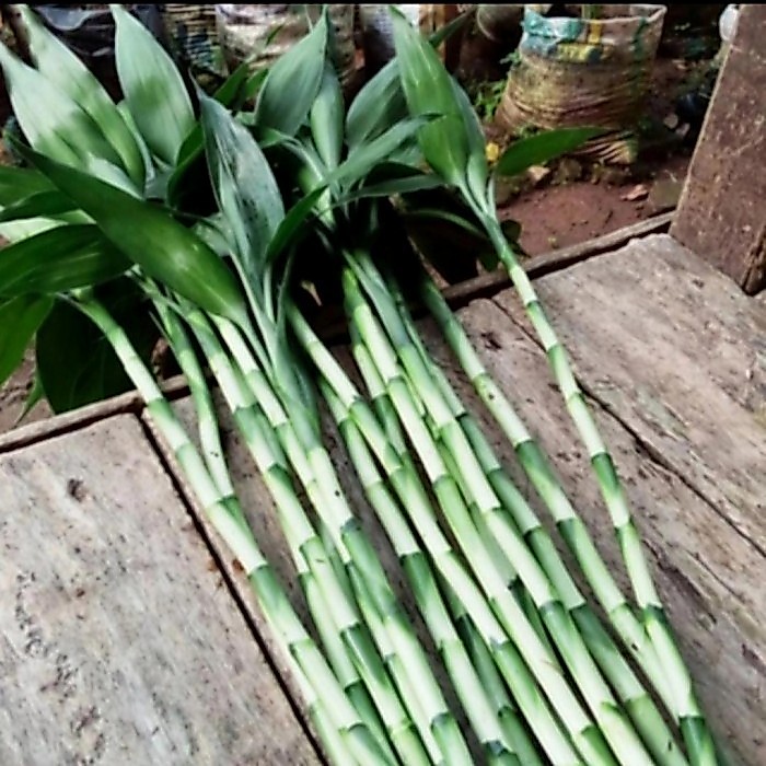 Tanaman Bambu hoki/kole panjang 30 cm