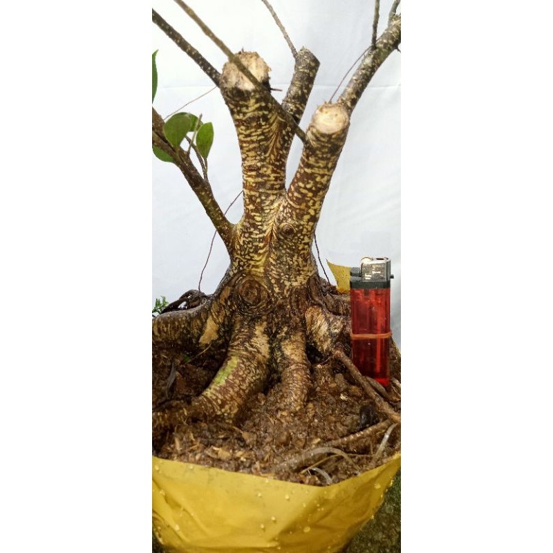 Bahan bonsai kimeng jumbo,proker.     Berkualitas
