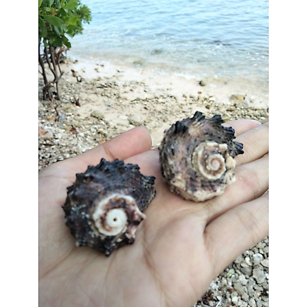 cangkang keong laut unik