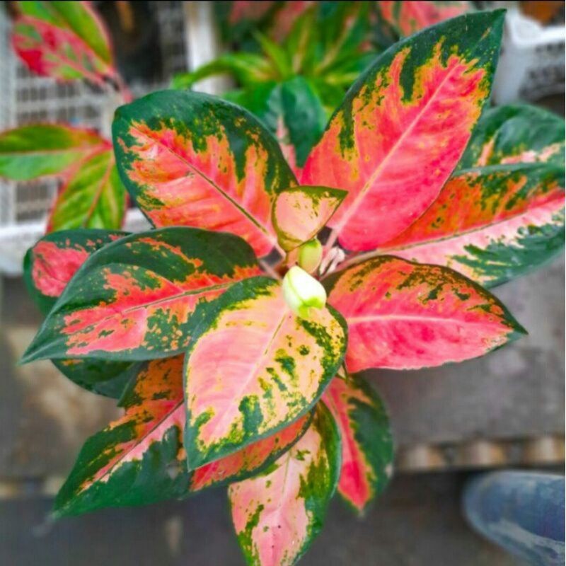 aglonema red kochin - tanaman hias aglonema kochin 3daun keatas dewasa
