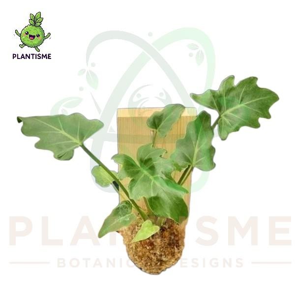 Wall of Fame – Tanaman Philo Dragon Rhaphidophora decursiva Mounting Board Plant