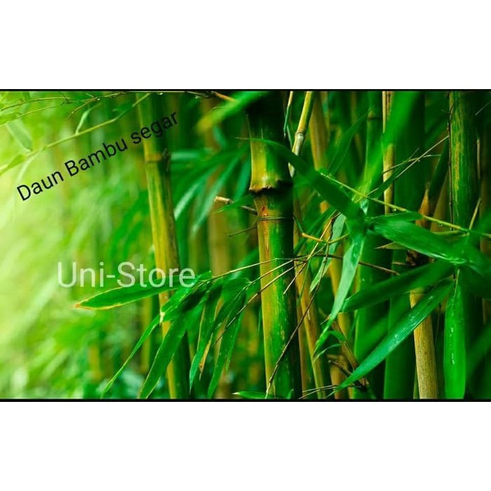 

PROMO !! Daun Bambu Segar Pilihan herbal dan bungkus bacang T.V.P