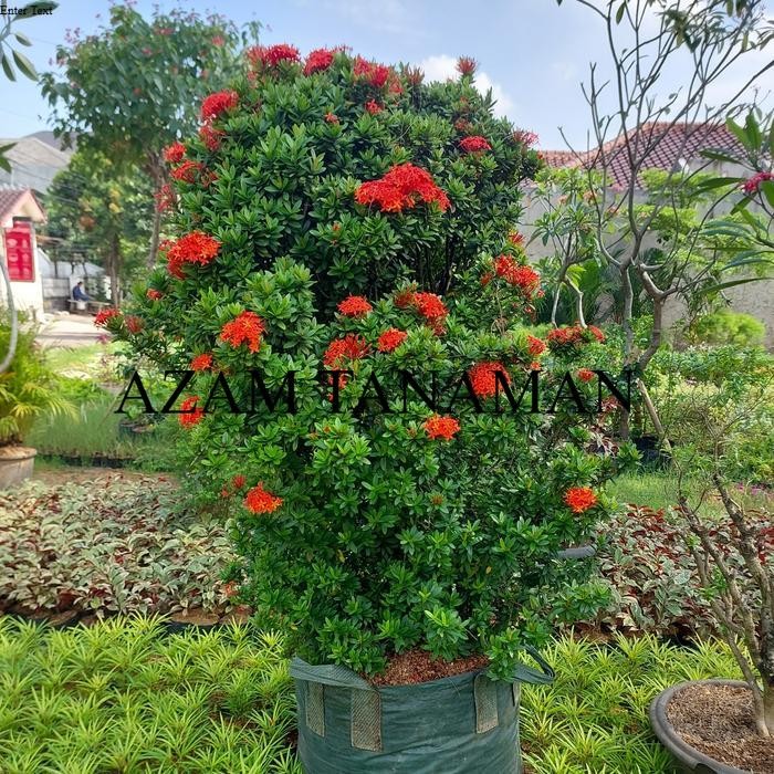 Tanaman hias asoka singapura