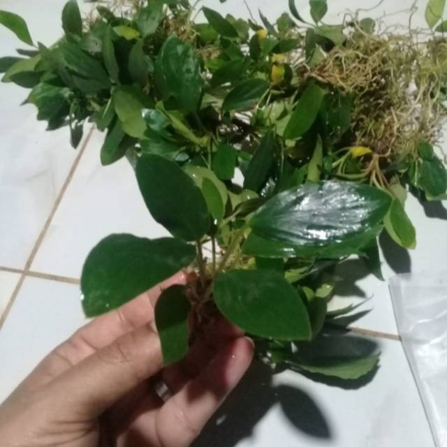 New- PROMO Tanaman aquascape cryptocoryne aura full air T.V.P