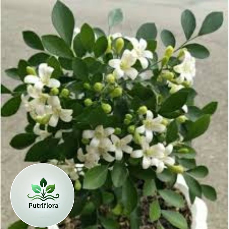 kemuning wangi mikro bahan bonsai tanaman hias hidup indoor + dengan pot nya Semarang Jawa Tengah ja