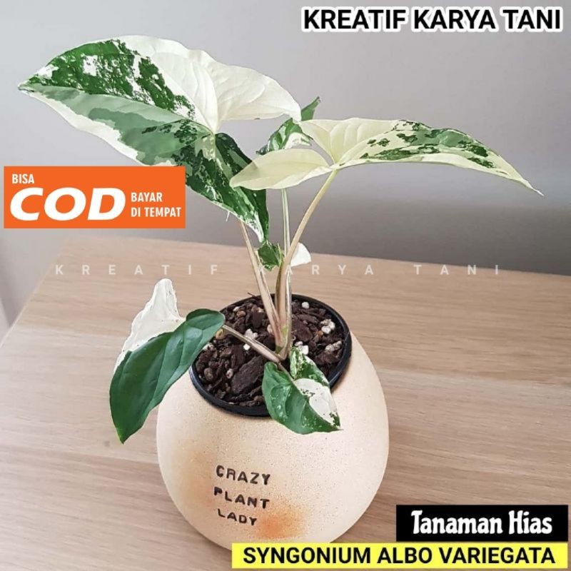 Syngonium albo varigata - Syngonium Varigata