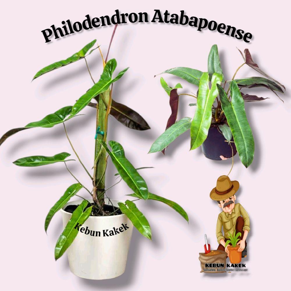 Philodendron Atabapoense / Tanaman Hias Philodendron Atabapoense / Bibit Philodendron Ataba