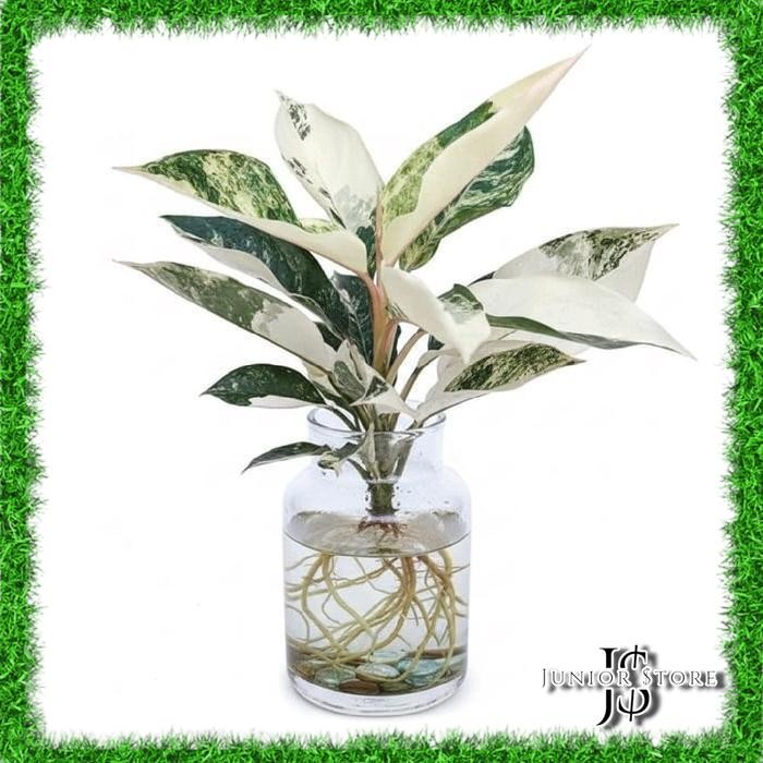 Bibit Bonggol Akar Tanaman Hias Aglonema Siam Jade Varigata