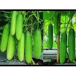 isi paket: 20 Benih Timun Lalap MODEL 21 Bibit Sayuran Lalab Bisi Cap Kapal Terbang Chia Tai Seed