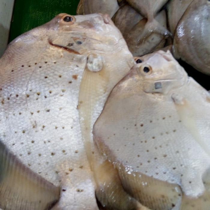 Ikan Kiper-Kiper 1 kg