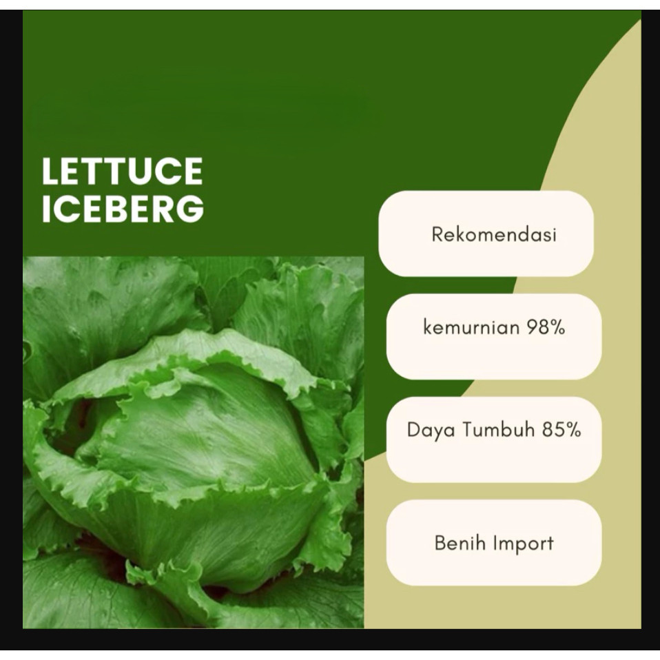 MKS Benih Selada Iceberg Head Lettuce