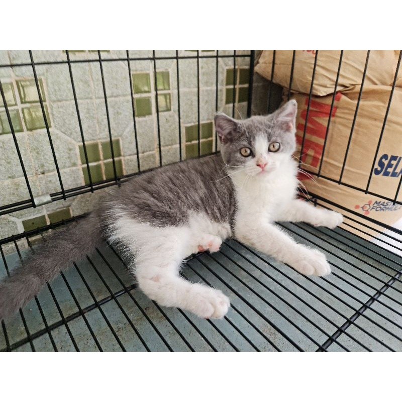 Kucing British Short Hair