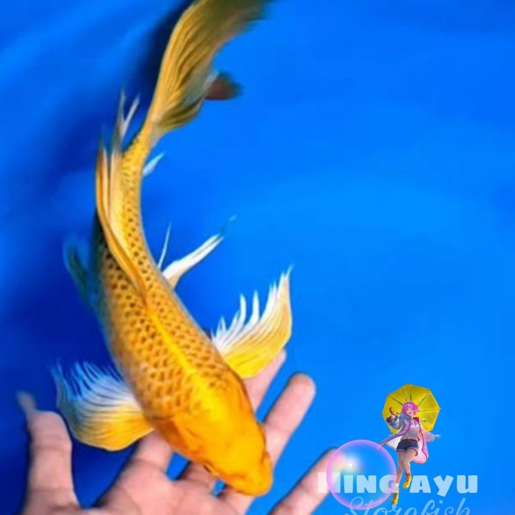 Paket koi ogon slayer kuning kumpay 9-11cm hiasan aquarium cantik