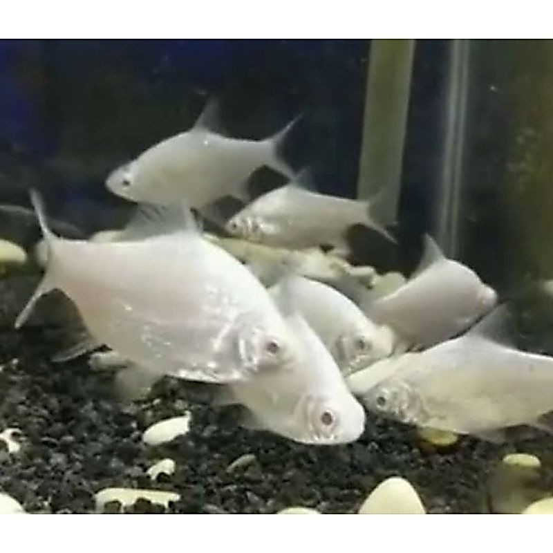 aquarium kaviat platinum mata merah slayer hijau bangkok albino GARANSI DOA BRE