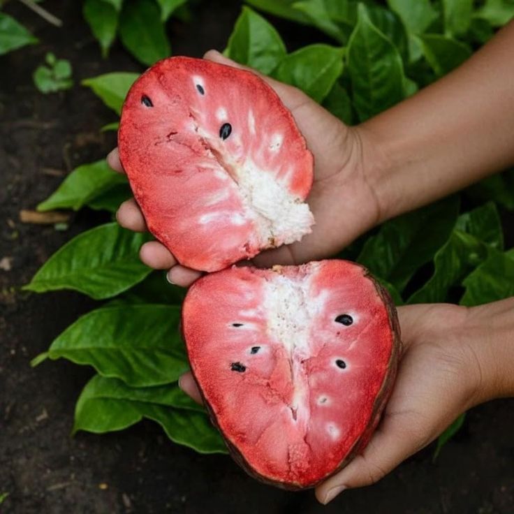 Bibit Sirsak Madu Merah Jumbo Bibit Sirsak Merah