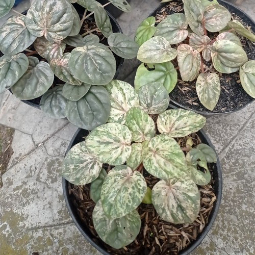 Tanaman Hias Bunga Peperomia Pink Lady Jumbo / Dewasa - Bunga Peperomia Caperata Pink Lady Jumbo