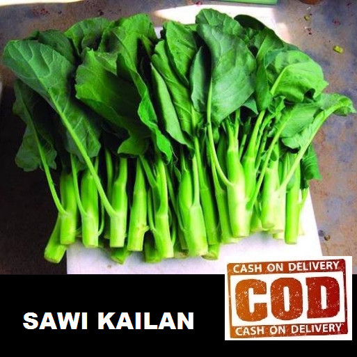 COD - SAWI KAILAN 100 biji / bibit / benih SAYUR KAILAN / SAYURAN KAILAN / CHINESE KALE / KAELAN / K