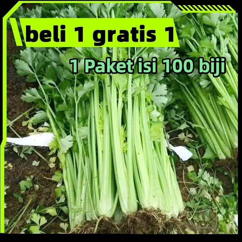 ready stock Benih Bibit Super Daun Seledri Benih Daun Seledri Bibit Daun Seledri Biji Daun Seledri 1