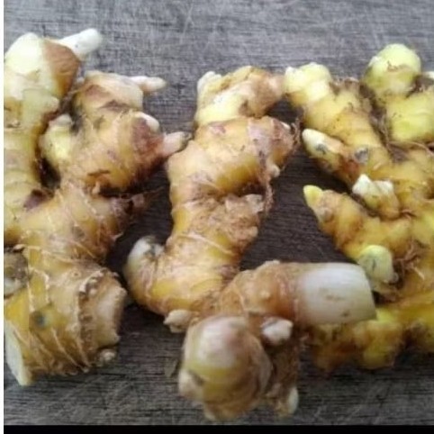 

Umbi Lempuyang Segar 1 Kg.