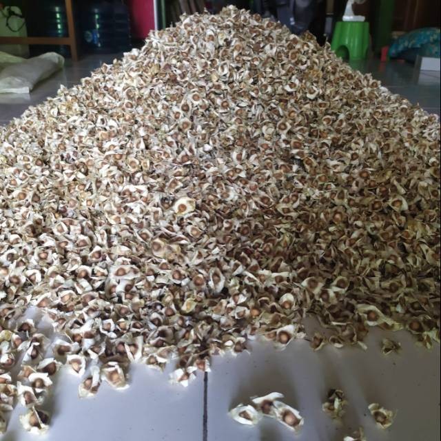 

[Sehat Alami] biji KELOR 1kg 1 kg kiloan