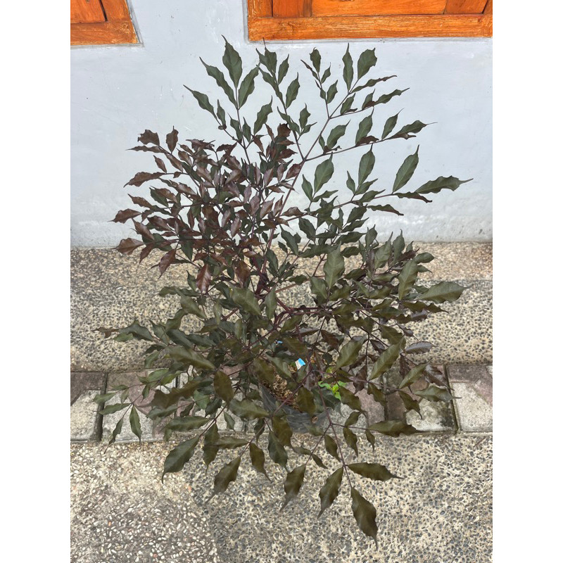 $% Tanaman Hias Leak Bali / Leak Hitam *&