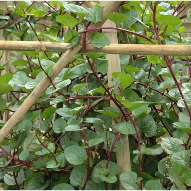 

COD Daun Binahong Merah - daun gendola - jaminan alami 250 gram ..