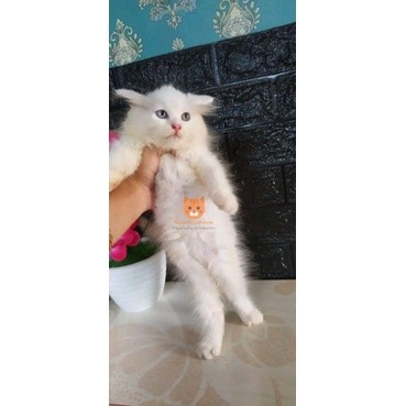 kucing white solid odd eye Persia lucu