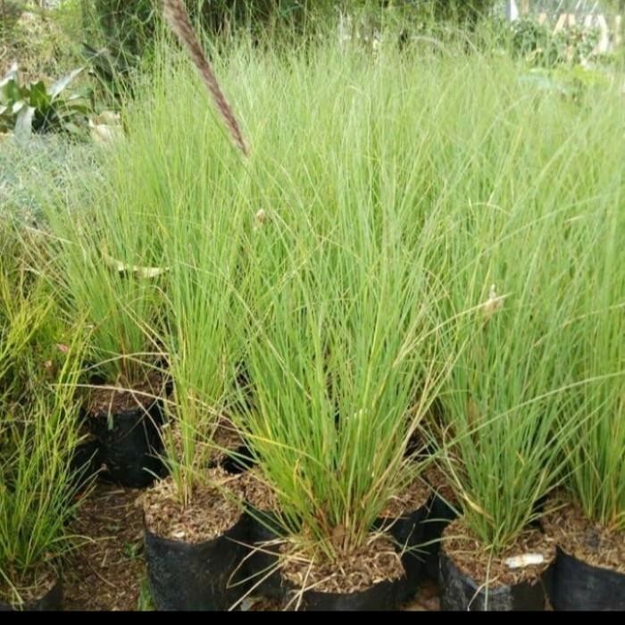 Bibit Tanaman Alang Alang Ekor Kuda/ Alang-Alang Ekor Kuda Bibit Tanaman Super Unggul CV GLAMOUR TAN