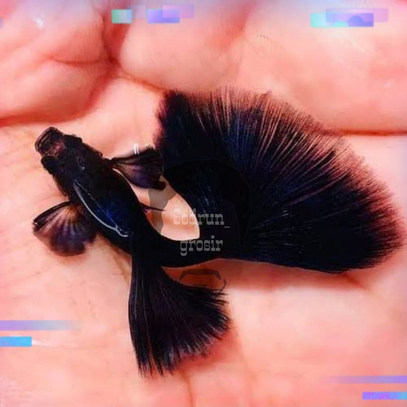 hiasan aquarium ikan Guppy full black solid sepasang