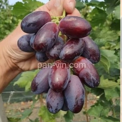 bibit Anggur  mulberry/murbei RS IMPORT (KObber 5bb/so4/coudrex 1613)